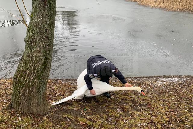 Lebăda din parcul de agrement de pe Tătărași, pusă la adăpost pe timpul iernii