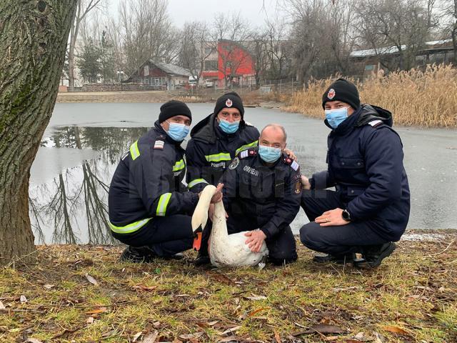 Lebăda din parcul de agrement de pe Tătărași, pusă la adăpost pe timpul iernii