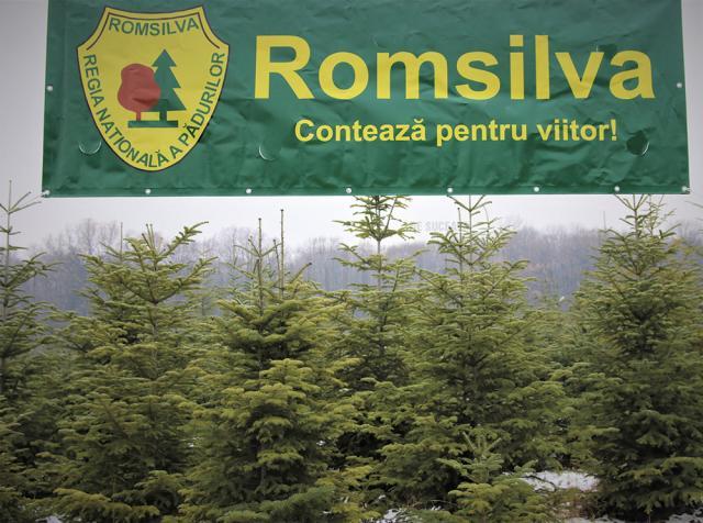 15.000 de pomi de Crăciun pregătiți de Direcția Silvică Suceava pentru sărbătorile de iarnă