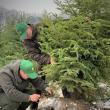 15.000 de pomi de Crăciun pregătiți de Direcția Silvică Suceava pentru sărbătorile de iarnă