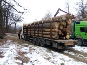 Tir de 35.000 de euro, confiscat cu tot cu 35 de mc lemn transportat ilegal
