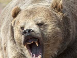 Urşii care pun în pericol viaţa oamenilor pot fi ucişi şi în afara oraşelor