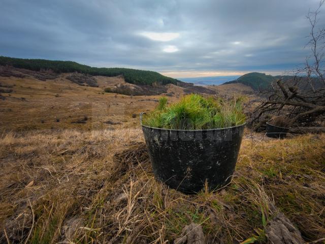 De la lansarea proiectului de împădurire Pădurea de Mâine au fost plantați 797.000 de puieți pe 186 ha de teren din nouă județe ale țării