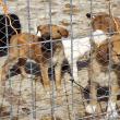 Măsuri speciale contra gerului pentru cele peste 400 de suflete de la adăpostul de animale al Sucevei