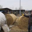 Măsuri speciale contra gerului pentru cele peste 400 de suflete de la adăpostul de animale al Sucevei