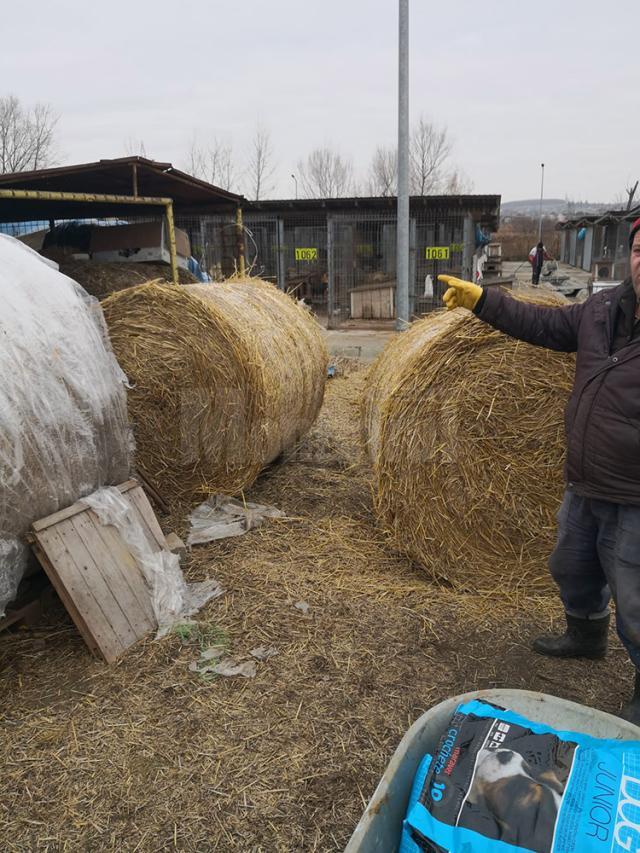 Măsuri speciale contra gerului pentru cele peste 400 de suflete de la adăpostul de animale al Sucevei