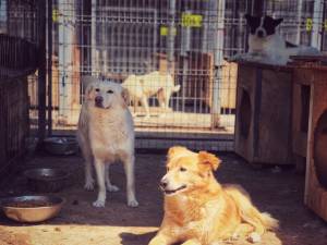 La adăpostul de animale al Sucevei sunt peste 400 de câini fără stăpân, adunați de pe străzi sau aduși direct acolo