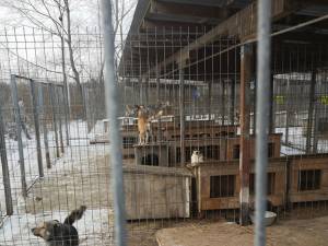 Adăpostul de câini amenajat în lunca Sucevei