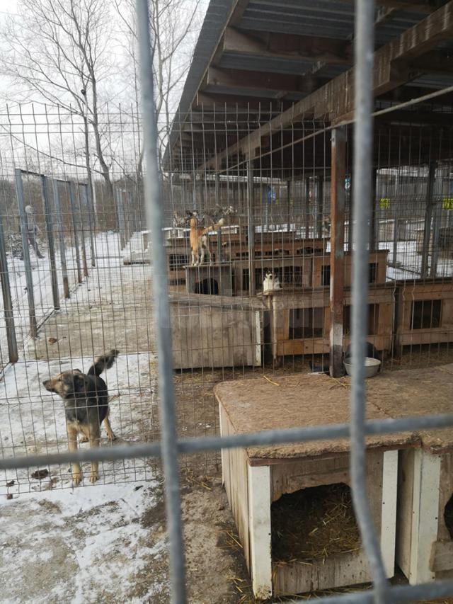 Adăpostul de câini amenajat în lunca Sucevei