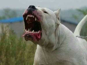Dog Argentinian, încadrat în clasa a II-a de câini periculoși