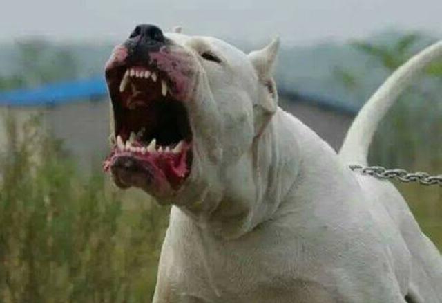 Dog Argentinian, încadrat în clasa a II-a de câini periculoși