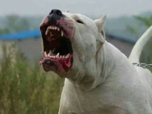 Câine din rasa Dog Argentinian