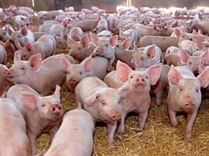 Cea mai mare fermă de porci din Suceava, afectată de carantina impusă din cauza pestei porcine africane Foto agrointel.ro