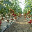 Producţie de tomate în solar