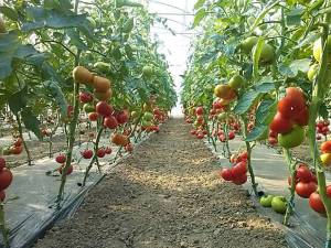Producţie de tomate în solar