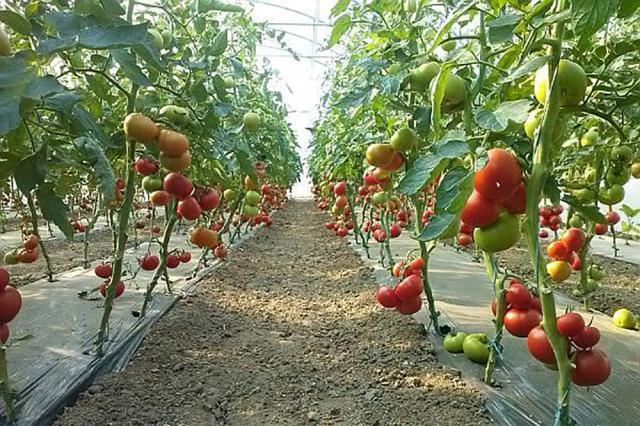 Producţie de tomate în solar