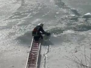 Cățel salvat de pompieri din râul Siret