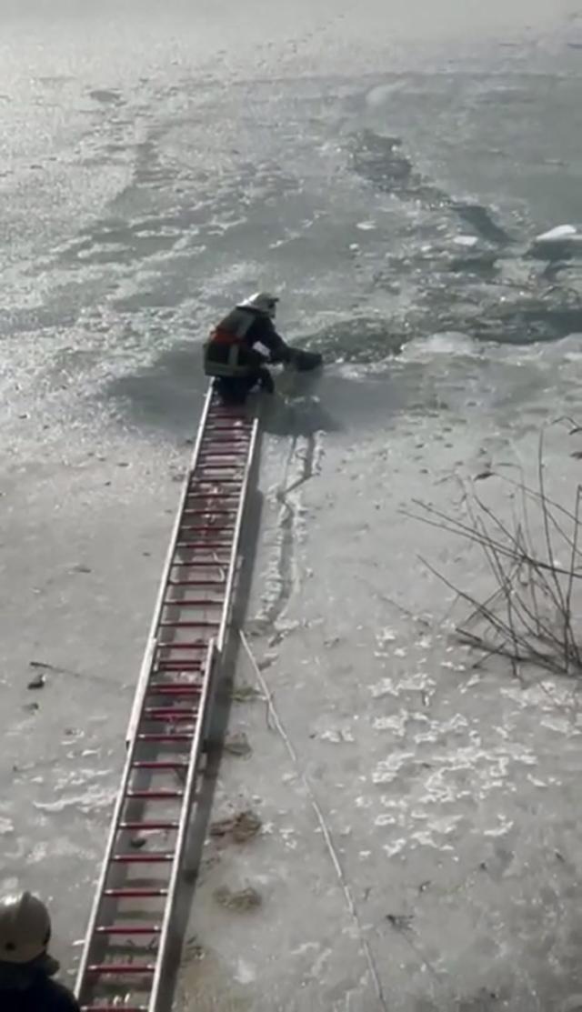 Cățel salvat de pompieri din râul Siret