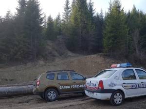 Camion de peste 35.000 de euro, încărcat cu cherestea de rășinoase, confiscat de Garda Forestieră Suceava
