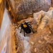 Expoziție cu cele mai importante specii de tarantule de pe glob, la Iulius Mall Suceava