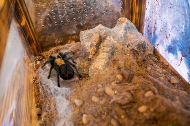 Expoziție cu cele mai importante specii de tarantule de pe glob, la Iulius Mall Suceava