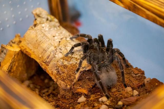 Expoziție cu cele mai importante specii de tarantule de pe glob, la Iulius Mall Suceava