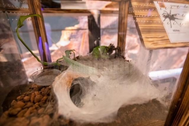 Expoziție cu cele mai importante specii de tarantule de pe glob, la Iulius Mall Suceava