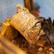 Expoziție cu cele mai importante specii de tarantule de pe glob, la Iulius Mall Suceava