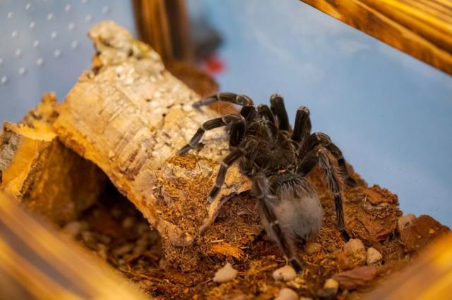 Expoziție cu cele mai importante specii de tarantule de pe glob, la Iulius Mall Suceava