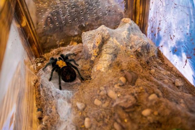 Expoziție cu cele mai importante specii de tarantule de pe glob, la Iulius Mall Suceava