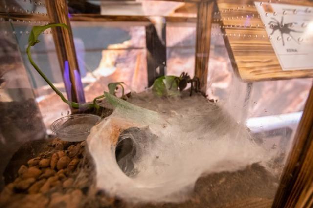 Expoziție cu cele mai importante specii de tarantule de pe glob, la Iulius Mall Suceava