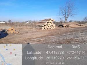 Sute de metri cubi de rășinoase, fără acte, depistaţi ca urmare a verificării unor transporturi fictive