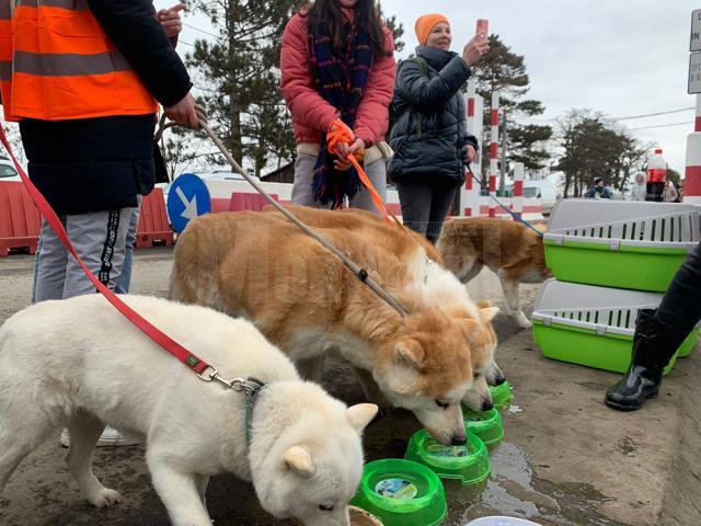 Câini foarte însetați, care au primit apă de la personalul veterinar și de la voluntari