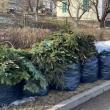 Depozitarea deșeurilor vegetale (frunze, crengi, iarbă) se face în apropierea punctelor de colectare, pe spațiul verde, în zona de acces auto