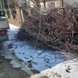 Program de colectare gratuită a deșeurilor vegetale, la case și în cartierele de blocuri