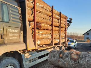 Camion încărcat cu lemn de rășinoase, fără aviz de însoțire din SUMAL 2.0, depistat de Garda Forestieră la Mălini