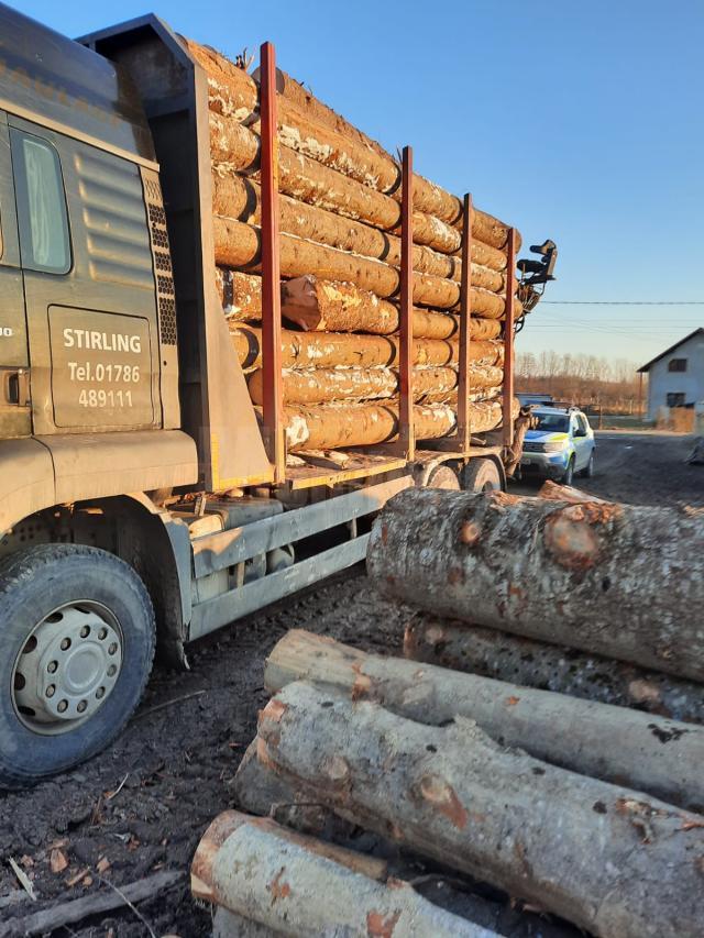 Camion încărcat cu lemn de rășinoase, fără aviz de însoțire din SUMAL 2.0, depistat de Garda Forestieră la Mălini