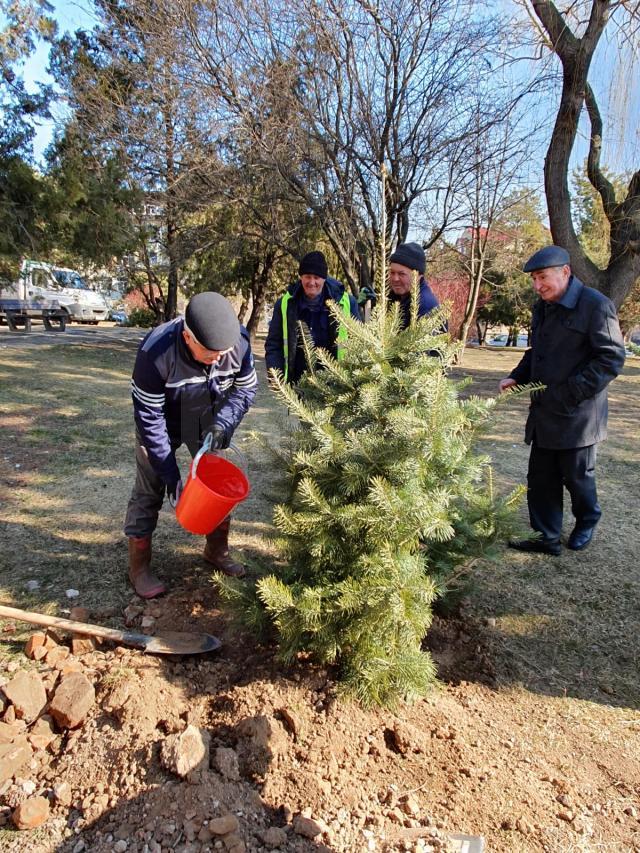 primarul Sucevei, Ion Lungu, care a participat la debutul campaniei de plantare de primăvară