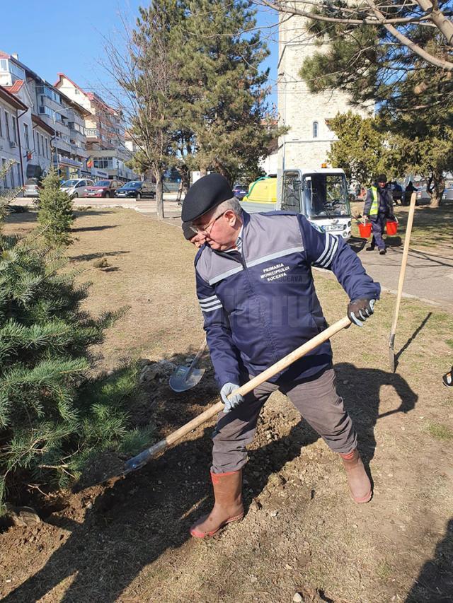 Primarul Sucevei, Ion Lungu, care a participat la debutul campaniei de plantare de primăvară