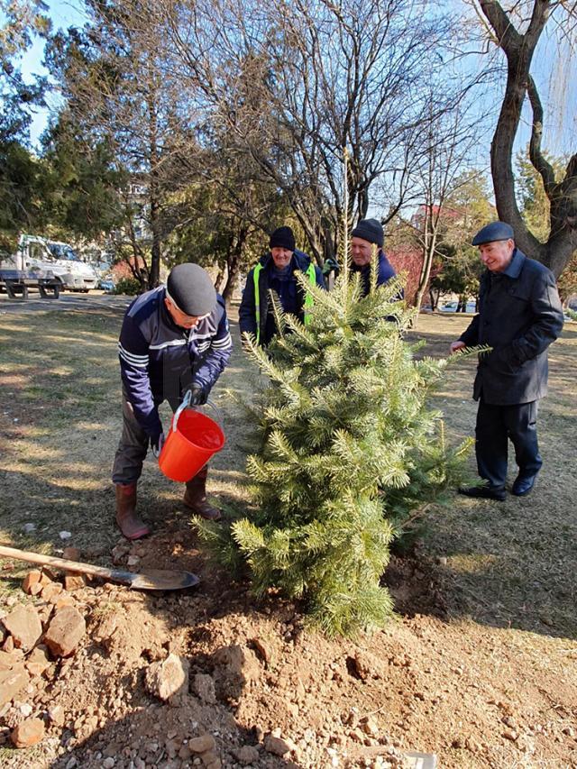 Primarul Sucevei, Ion Lungu, care a participat la debutul campaniei de plantare de primăvară