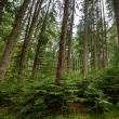 Direcția Silvică Suceava a dat startul împăduririlor de primăvară, de Ziua Internațională a Pădurilor 4