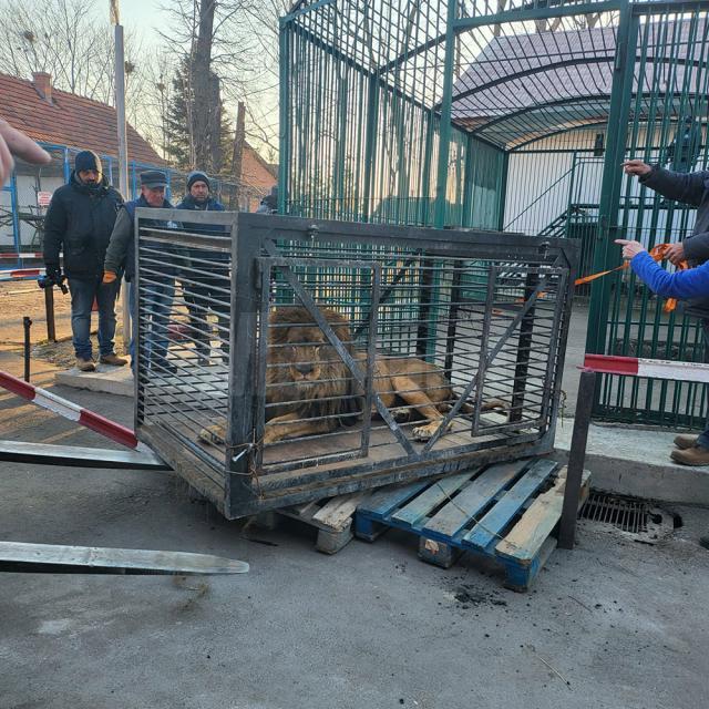 Un leu și o lupoaică de la Grădina Zoologică din Zaporoje, ”refugiați” la zoo Rădăuți