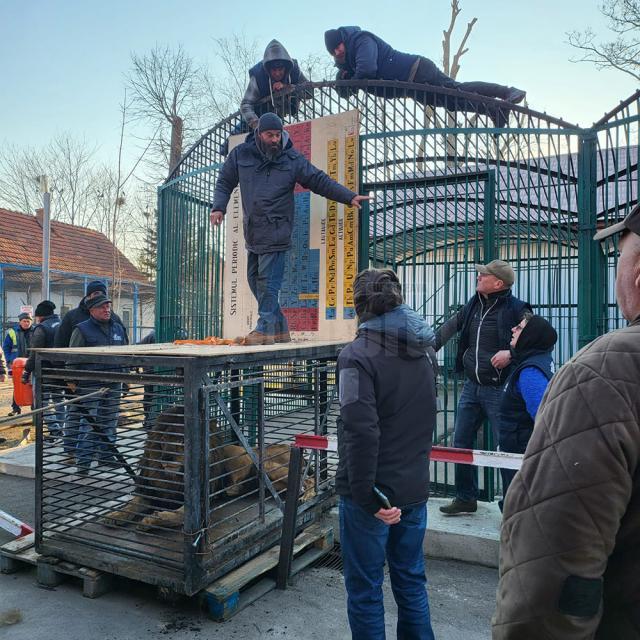 Un leu și o lupoaică de la Grădina Zoologică din Zaporoje, ”refugiați” la zoo Rădăuți