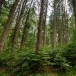 Direcția Silvică Suceava a dat startul împăduririlor de primăvară, pe cele mai mari suprafețe din țară