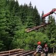 Măsuri propuse pentru sectorul forestier