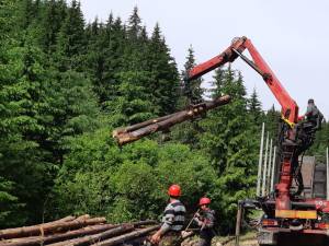 Măsuri propuse pentru sectorul forestier