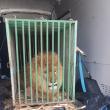 Leul Mir (Pace), un nou oaspete temporar din Ucraina la Zoo Rădăuți