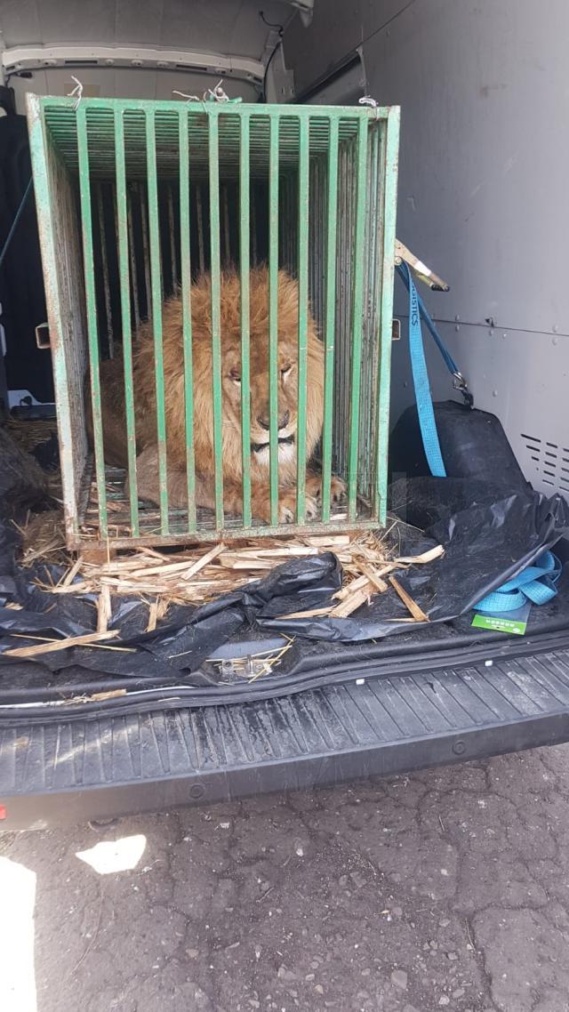 Leul Mir (Pace), un nou oaspete temporar din Ucraina la Zoo Rădăuți