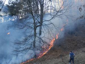 O lizieră de pădure din apropierea râului Siret a luat foc sâmbătă după-amiază
