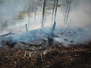 De la începutul anului, în fondul forestier de stat administrat de RNP s-au înregistrat 281 de incendii